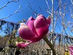 magnolia j c williams