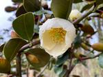 magnolia laevifolia gracipes
