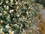 magnolia laevifolia gracipes