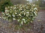 magnolia laevifolia velvet and cream