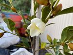magnolia laevifolia velvet and cream