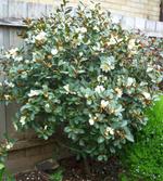 magnolia laevifolia
