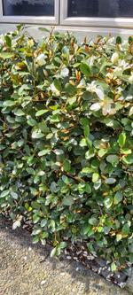 magnolia laevifolia