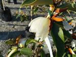 magnolia lemon fragrant