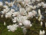 magnolia manchu fan