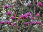 magnolia margaret helen