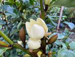magnolia princess cinderella