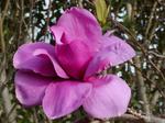 magnolia purple sensation