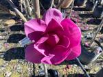 magnolia royal purple