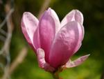 magnolia shirazz