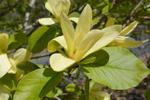 magnolia solar flair