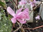 magnolia stellata dawn