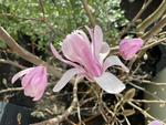 magnolia stellata dawn