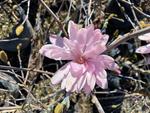 magnolia stellata jane platt