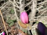 magnolia stellata king rose