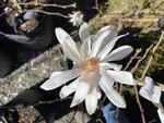 magnolia stellata royal star