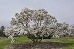magnolia stellata royal star