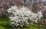 magnolia stellata waterlily