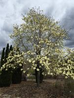magnolia sundance