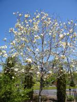 magnolia sundance