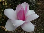 magnolia sweetheart