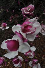 magnolia todd gresham
