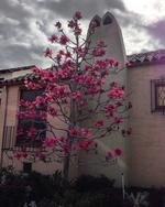 magnolia vulcan