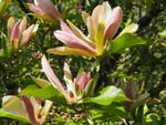 magnolia x brooklynensis woodsman