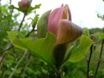 magnolia x brooklynensis woodsman