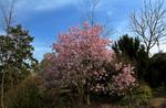 magnolia x loebneri leonard messel