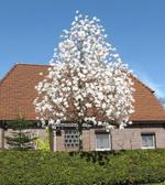 magnolia x loebneri merrill