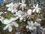 magnolia x loebneri merrill