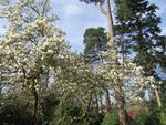 magnolia x soulangeana alba