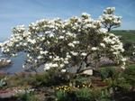 magnolia x soulangeana alba