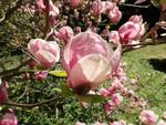 magnolia x soulangeana rustica rubra
