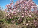 magnolia x soulangeana san jose