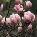 magnolia x soulangeana sundew