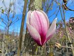 magnolia x soulangeana