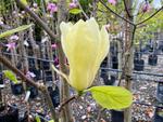 magnolia yellow lantern