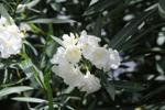 nerium oleander madonna