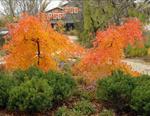 nyssa sylvatica autumn cascade