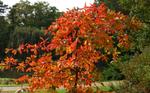 nyssa sylvatica autumn cascade