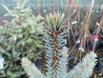 picea pungens baby blue