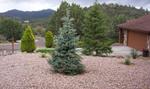 picea pungens baby blue