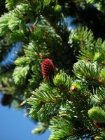 picea pungens