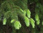picea sitchensis