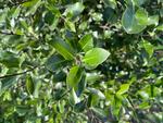 pittosporum tenuifolium emerald green