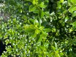 pittosporum tenuifolium mountain green