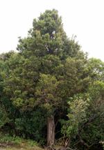 podocarpus laetus