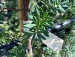 podocarpus totara matapouri blue